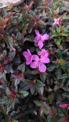 Heterocentron elegans