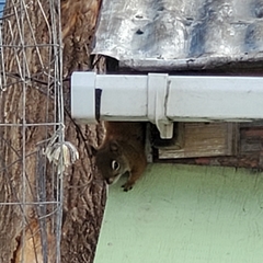 Tamiasciurus hudsonicus