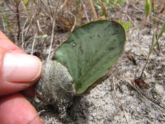 Pelargonium asarifolium