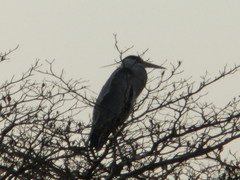 Ardea cinerea