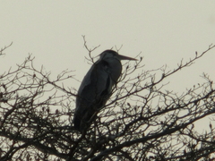 Ardea cinerea