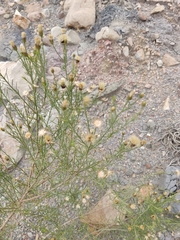 Baccharis boliviensis