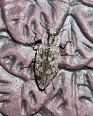 Chrysobothrini