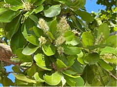 Terminalia molinetii