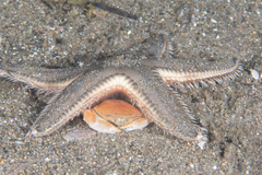 Astropectinidae
