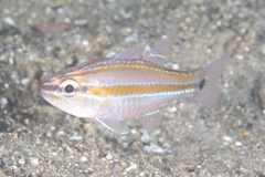 Ostorhinchus cavitensis