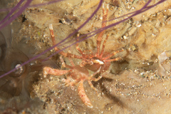 Galatheidae