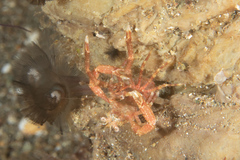Galatheidae