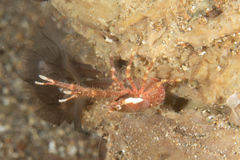 Galatheidae