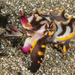 Flamboyant Cuttlefish - Photo (c) Mark Rosenstein, some rights reserved (CC BY-NC), uploaded by Mark Rosenstein