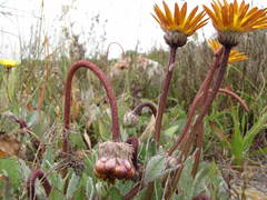 Arctotis angustifolia