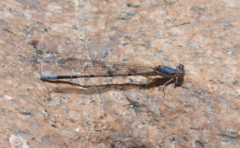 Argia munda