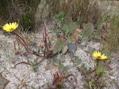 Arctotis angustifolia