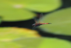 Tramea transmarina euryale