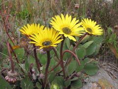 Arctotis angustifolia