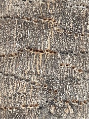 Terminalia molinetii