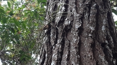 Tillandsia butzii