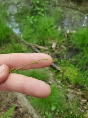 Carex leptalea
