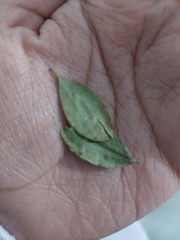 Erythroxylum coca