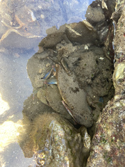 Callinectes arcuatus