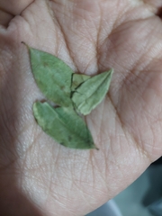 Erythroxylum coca