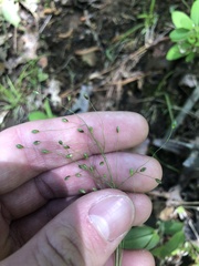 Dichanthelium commutatum commutatum