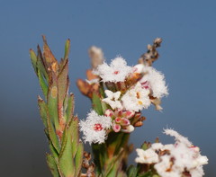 Leucopogon glacialis