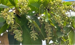 Terminalia molinetii