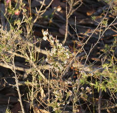 Leucopogon glacialis
