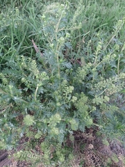 Lepidium