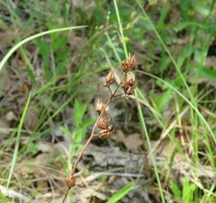 Penstemon laxiflorus