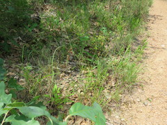 Penstemon laxiflorus