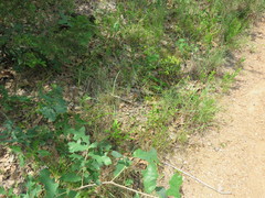 Penstemon laxiflorus