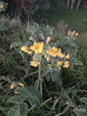 Solanum habrochaites