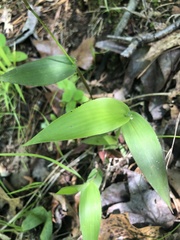 Dichanthelium commutatum commutatum