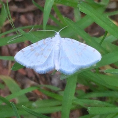 Hydrelia albifera