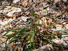 Oryzopsis asperifolia