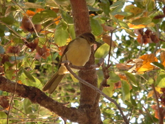 Chlorocichla flaviventris