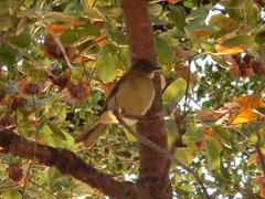 Chlorocichla flaviventris
