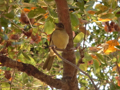 Chlorocichla flaviventris