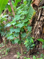 Pseudobombax munguba