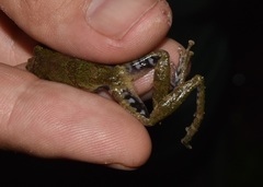 Scinax nebulosus