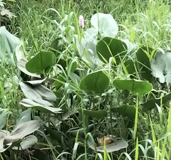 Pontederia sagittata
