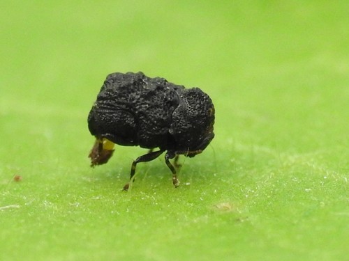 Cute little mommy-long-legs looking after her egg cluster. : r