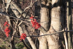 Acer rubrum image