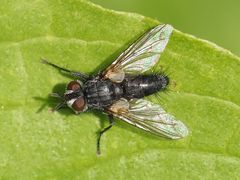 Phorocera