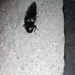 Elaterini