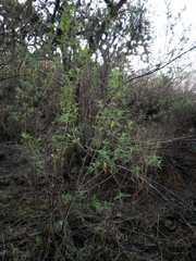 Ribes magellanicum