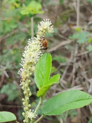 Palpada mexicana
