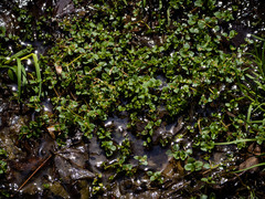 Chrysosplenium americanum